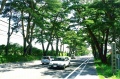 札幌本道赤松並木