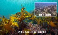 �ߘa7�N�x�N�x����II�O���[�v  <br>��^�C���ނ̑��B�Z�p��p�����u���[�J�[�{���n�o�v���W�F�N�g